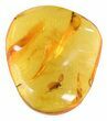 Fossil Mothfly In Baltic Amber #58020-1